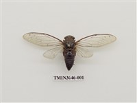 藏品(寒蟬)的圖片